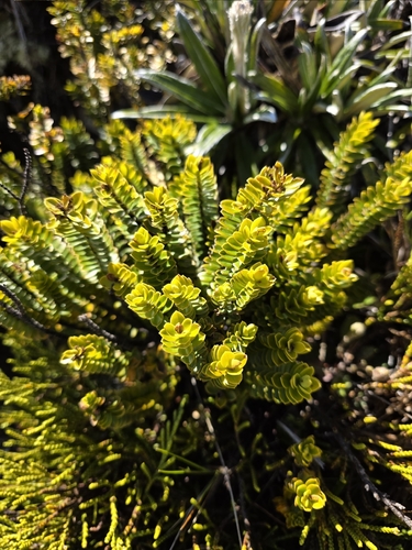Veronica canterburiensis, photograph 4