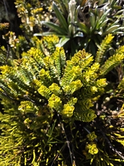 author not stated, no rights reserved Veronica canterburiensis, photograph author not stated, no rights reserved
