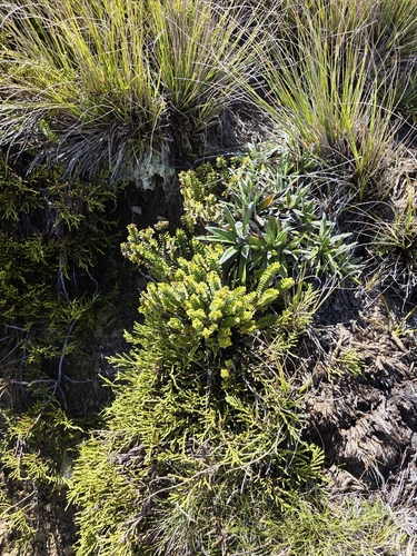 Veronica canterburiensis, photograph 5