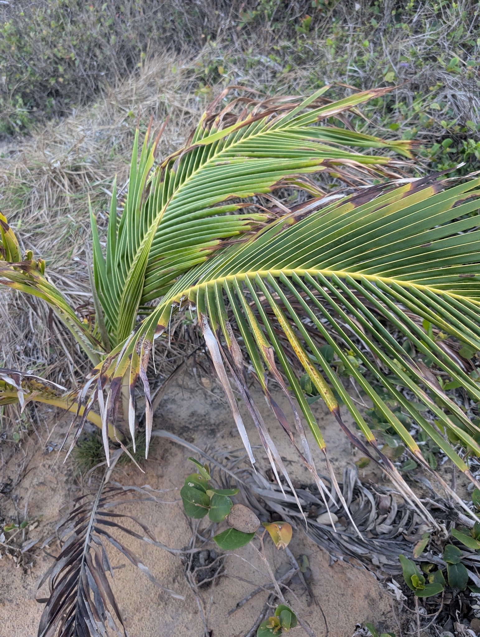 Cocos nucifera