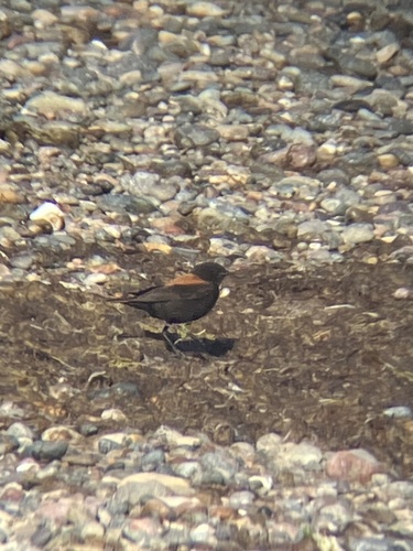 Austral Negrito (Lessonia rufa), photo 3
