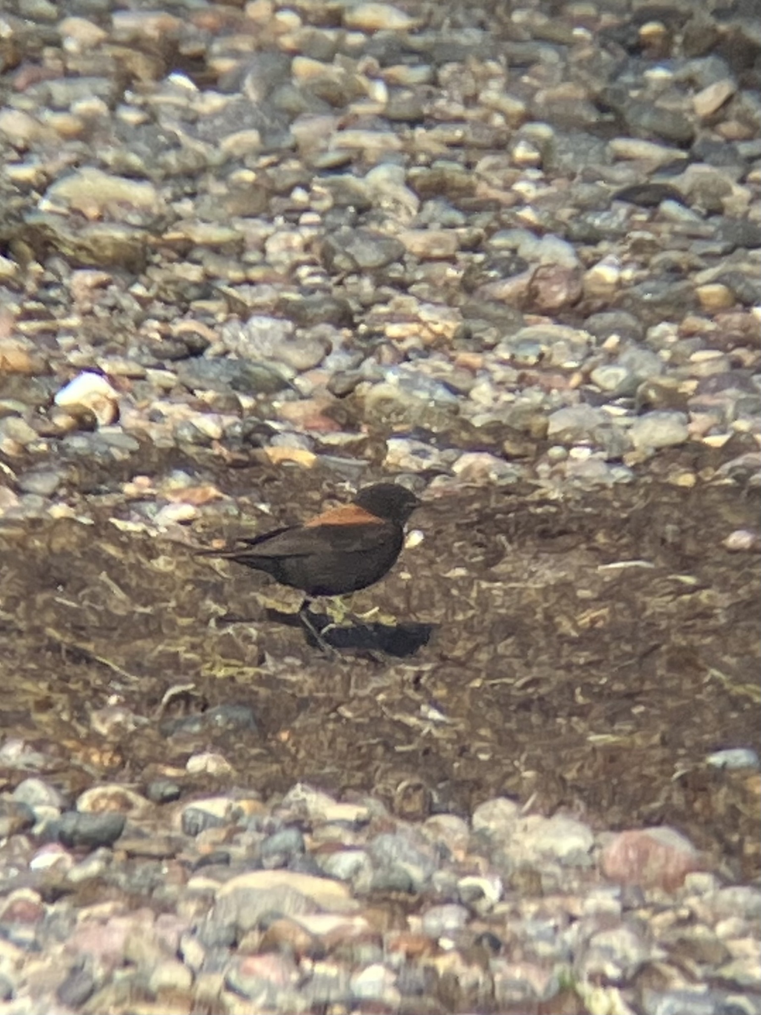 Austral Negrito (Lessonia rufa), photo 3