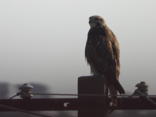 Eastern Buzzard