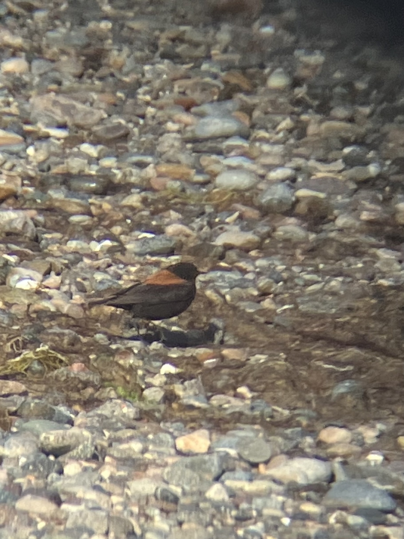 Austral Negrito (Lessonia rufa), photo 4