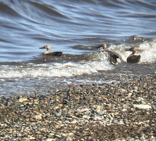 Red Shoveler (Spatula platalea), photo 10