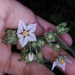 Solanum didymum - Photo (c) Márcia Martins, some rights reserved (CC BY), uploaded by Márcia Martins