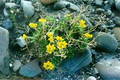 Draba pohlei