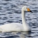 Whooper Swan - Photo (c) Bird Explorers, some rights reserved (CC BY-NC), uploaded by Bird Explorers