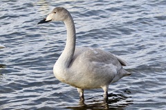 Cygnus cygnus