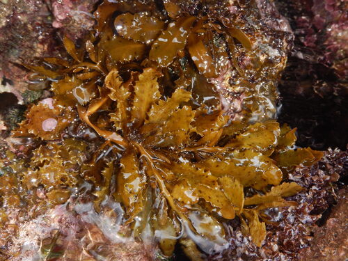 Sargassum aquifolium observed 2026-01-22