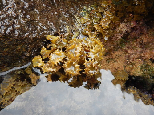 Turbinaria ornata observed 2026-01-22
