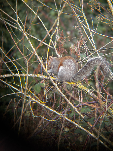 Eastern Gray Squirrel