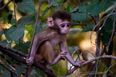 Macaca mulatta