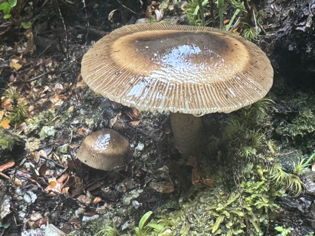 Amanita pekeoides · January 2026 · photo: © iandickie (iNaturalist, cc-by)