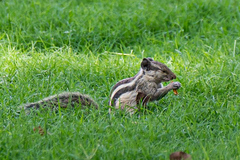 Funambulus pennantii