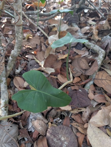 Philodendron quinquenervium