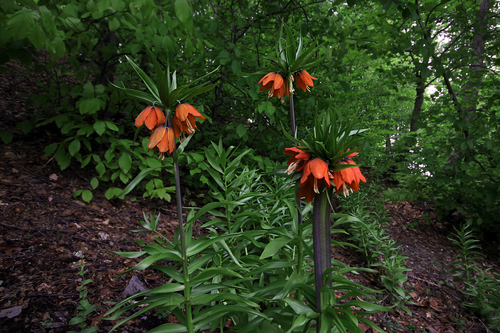 Crown imperial