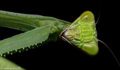 Stagmatoptera