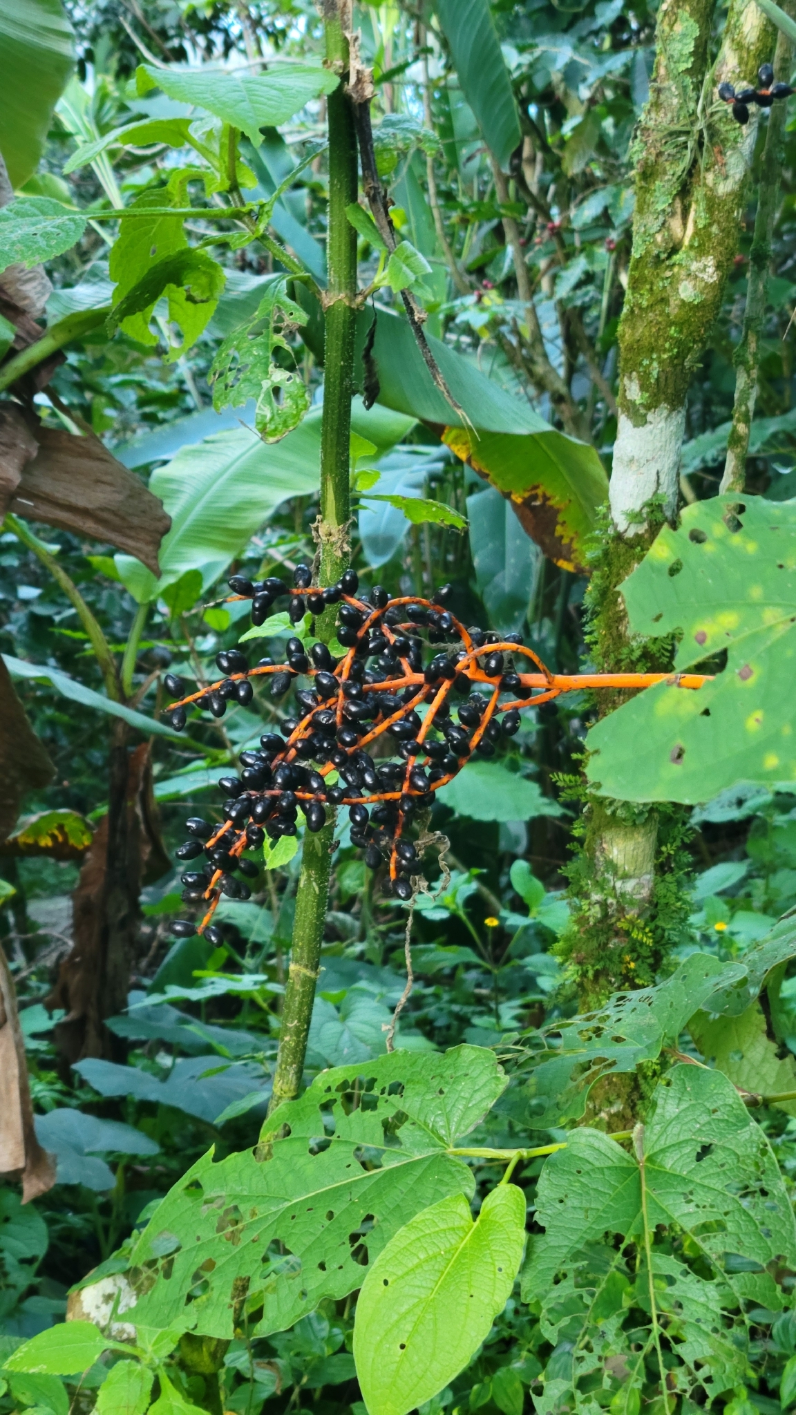 Parlor palm
