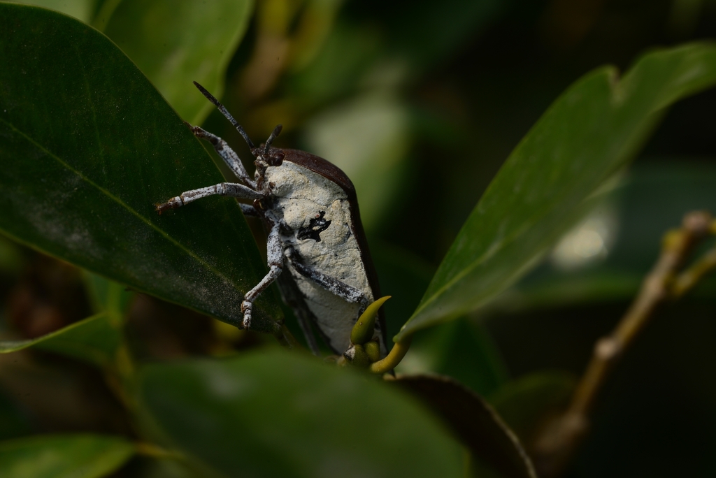 Lychee Stink Bug from 香港天水围 on January 22, 2026 at 07:56 AM by diancfx ...