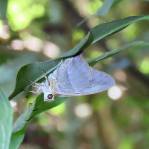 Gold-spotted Aguna (Aguna asander)