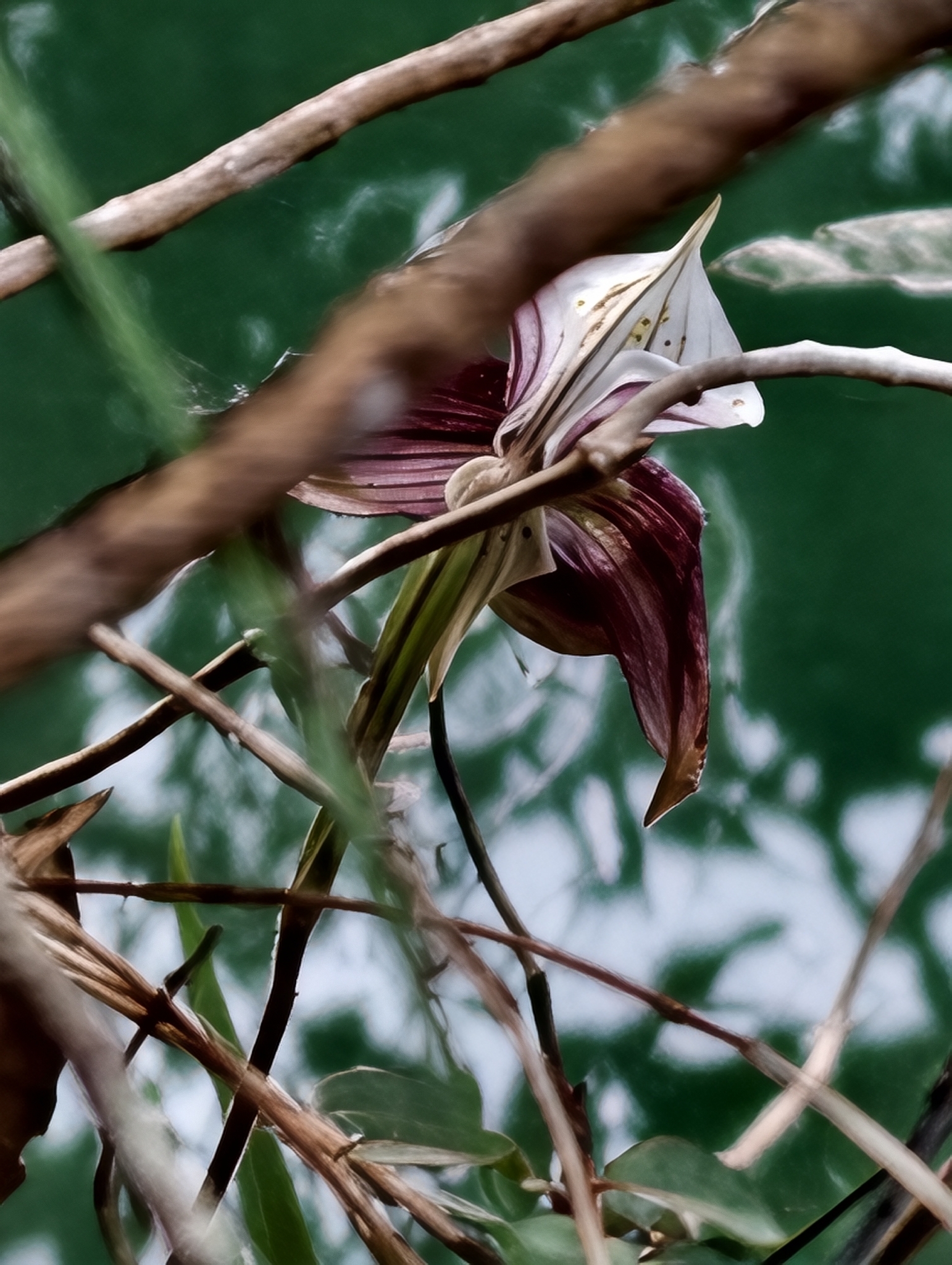 Charlesianum Slipper Orchid