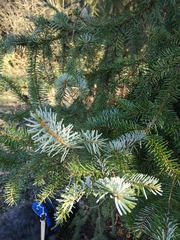 Picea omorika