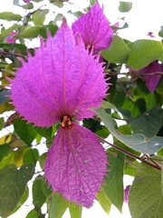 Dalechampia dioscoreifolia