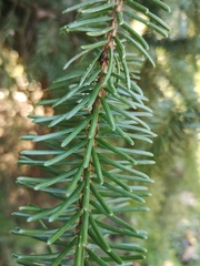 Picea omorika