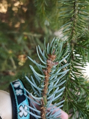 Picea omorika