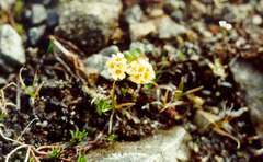 Draba pohlei