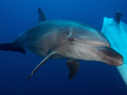 Bottlenose dolphin