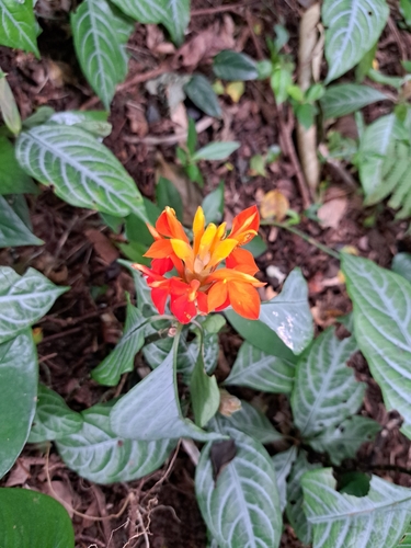 Aphelandra aurantiaca observed 2026-01-22