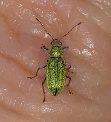 Pachyrhinus lethierryi