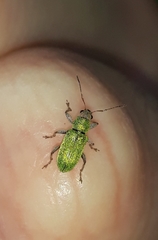 Pachyrhinus lethierryi