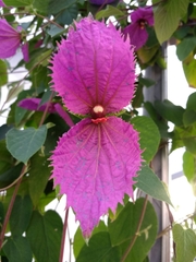 Dalechampia dioscoreifolia