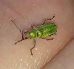 Pachyrhinus lethierryi