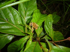 Dendropsophus bifurcus