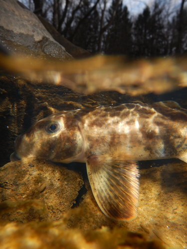 Noordelijke varkenszuiger (Hypentelium nigricans) — Catostomidae — 5