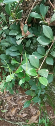Peperomia pereskiifolia, photograph 1