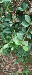 Peperomia pereskiifolia, photograph (c) Paulo C. O. Cunha, some rights reserved (CC BY)
