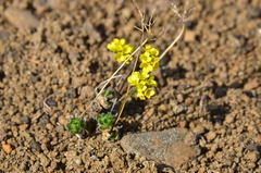 Draba pohlei