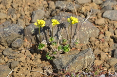 Draba pohlei