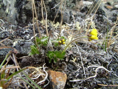 Draba pohlei