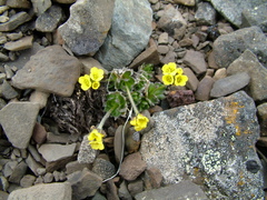 Draba pohlei