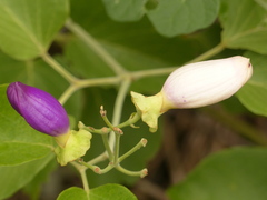 Amphilophium paniculatum
