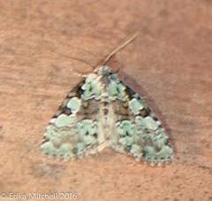 Leuconycta lepidula