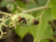 Amphilophium paniculatum