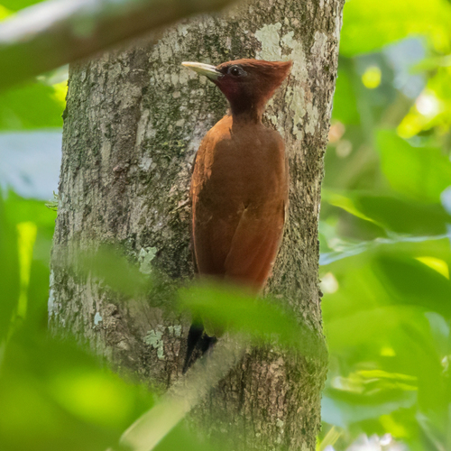 Chestnut Woodpecker (Celeus elegans), photo 10