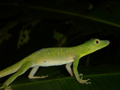 Anolis punctatus